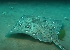 Thornback Ray photo 4