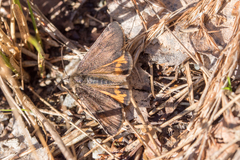 Archiearinae
