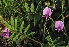 Tephrosia chaquenha