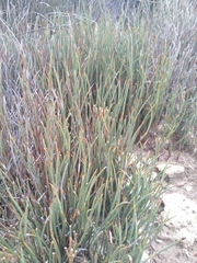 Hypodiscus procurrens