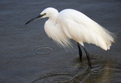 Egretta garzetta