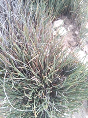 Hypodiscus procurrens