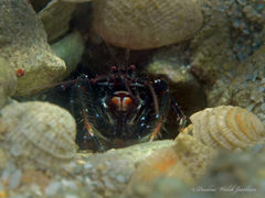 Axiopsis serratifrons
