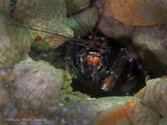 Axiopsis serratifrons