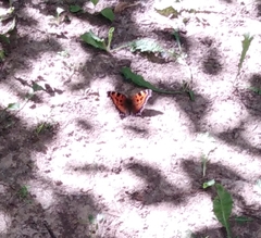 Nymphalis xanthomelas