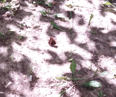 Nymphalis xanthomelas