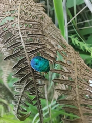 Erachtheus lutulentus