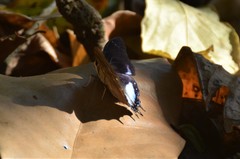 Charaxes baumanni granti