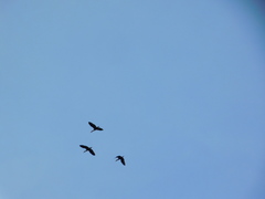 Dendrocygna autumnalis