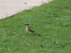 Pitangus sulphuratus