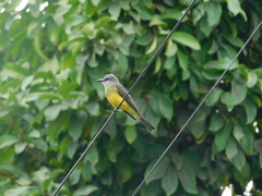 Tyrannus melancholicus