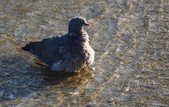 Columba palumbus