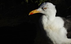 Larus fuscus