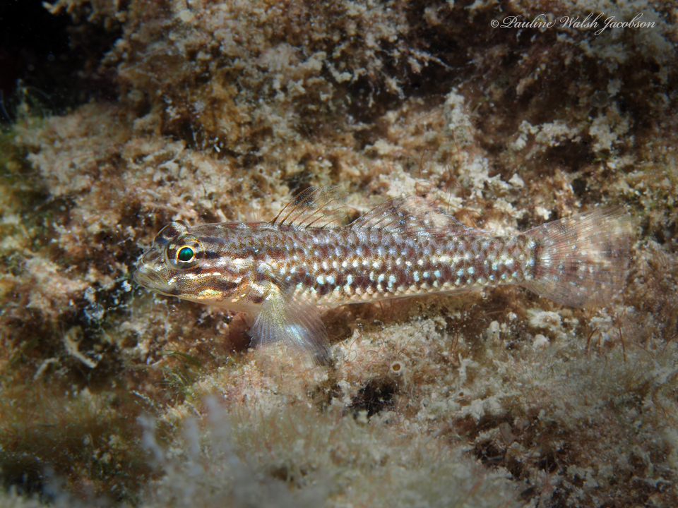 Colon Goby
