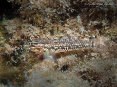 Coryphopterus dicrus