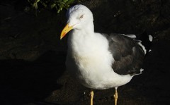 Larus fuscus