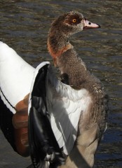 Alopochen aegyptiaca