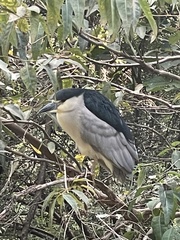 Nycticorax nycticorax