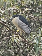 Nycticorax nycticorax