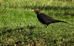 Turdus merula