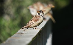 Passer domesticus