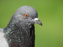 Columba livia