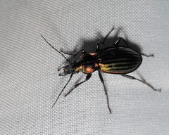 Carabus lineatus