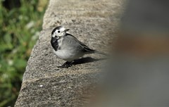 Motacilla alba
