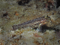 Coryphopterus dicrus