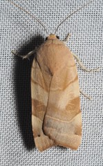 Noctua fimbriata