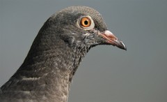 Columba livia