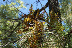 Arceuthobium vaginatum