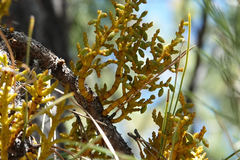 Arceuthobium vaginatum