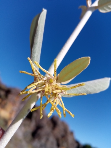 Pervillaea venenata