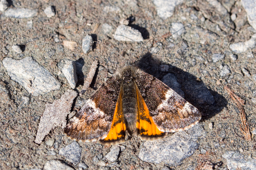 Orange Underwing