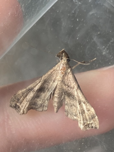 Faint-spotted Palthis Moth photo 4
