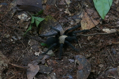 Pterinochilus simoni