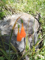 Stenomesson aurantiacum