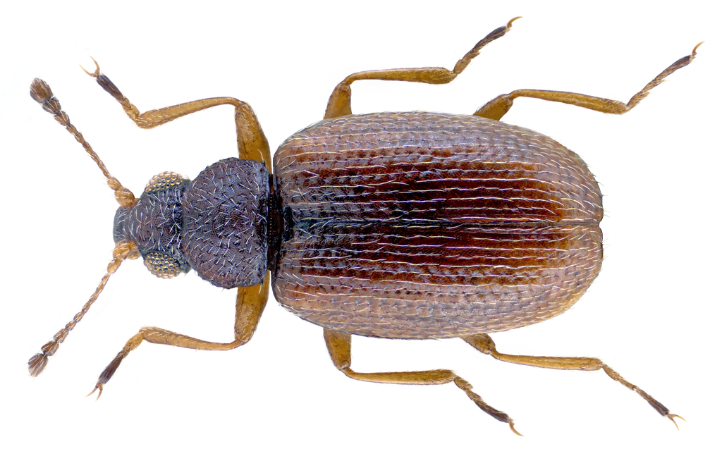 Melanophthalma suturalis