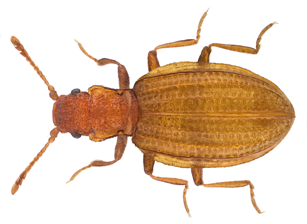 Ridge-winged Fungus Beetle