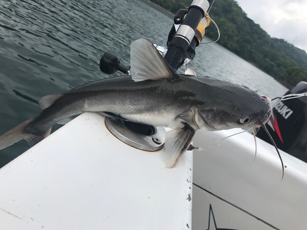 Chili Sea Catfish