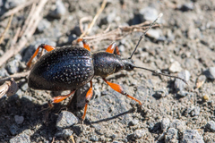 Otiorhynchus coecus