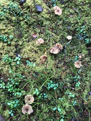 Craterellus tubaeformis