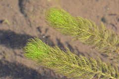 Myriophyllum quitense