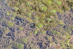 Myriophyllum quitense