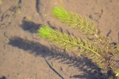 Myriophyllum quitense