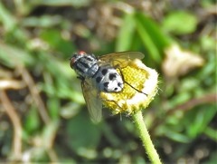 Diptera