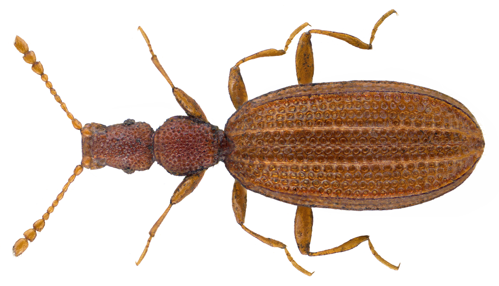 household minute scavenger beetle