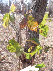 Rubus oklahomus