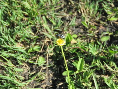 Diptera